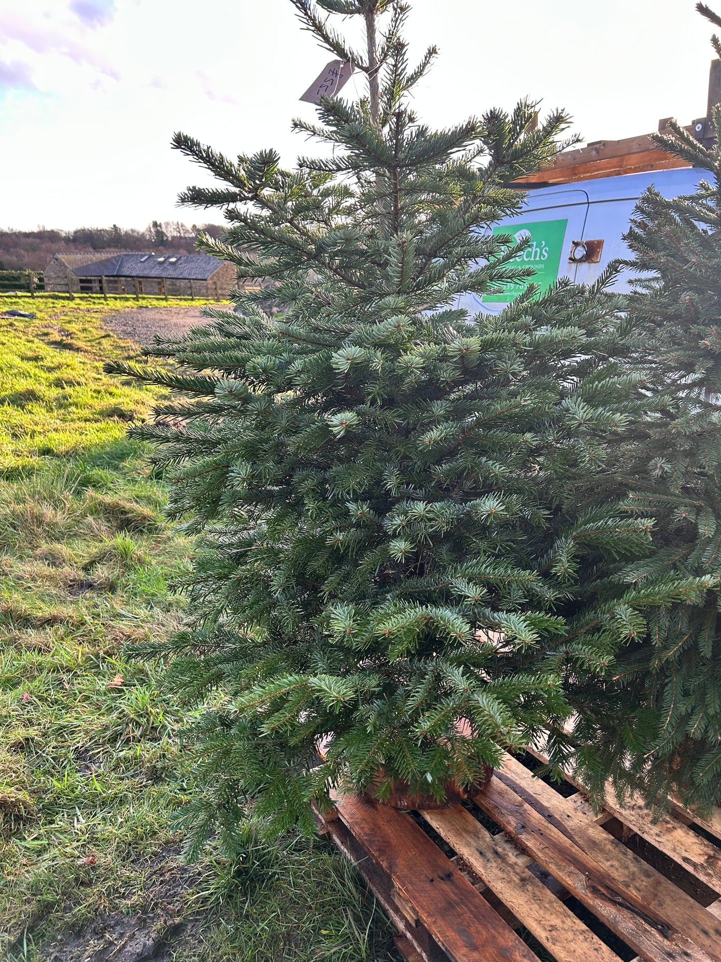 Nordmann Fir (Non Needle drop type*) Xmas Tree DELIVERY