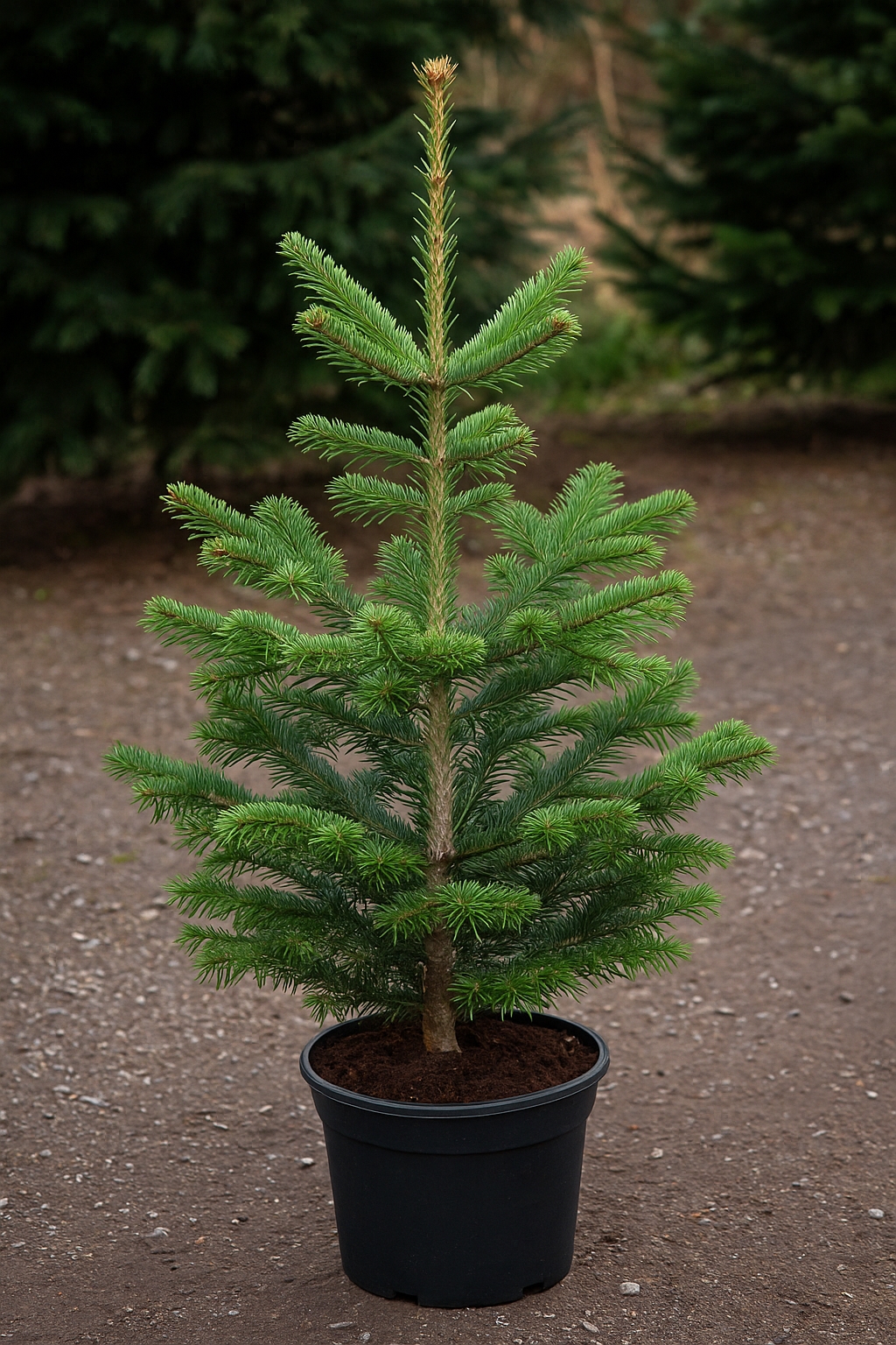 Small Potted Nordmann Fir tree on a gravel surface with blurred greenery in the background