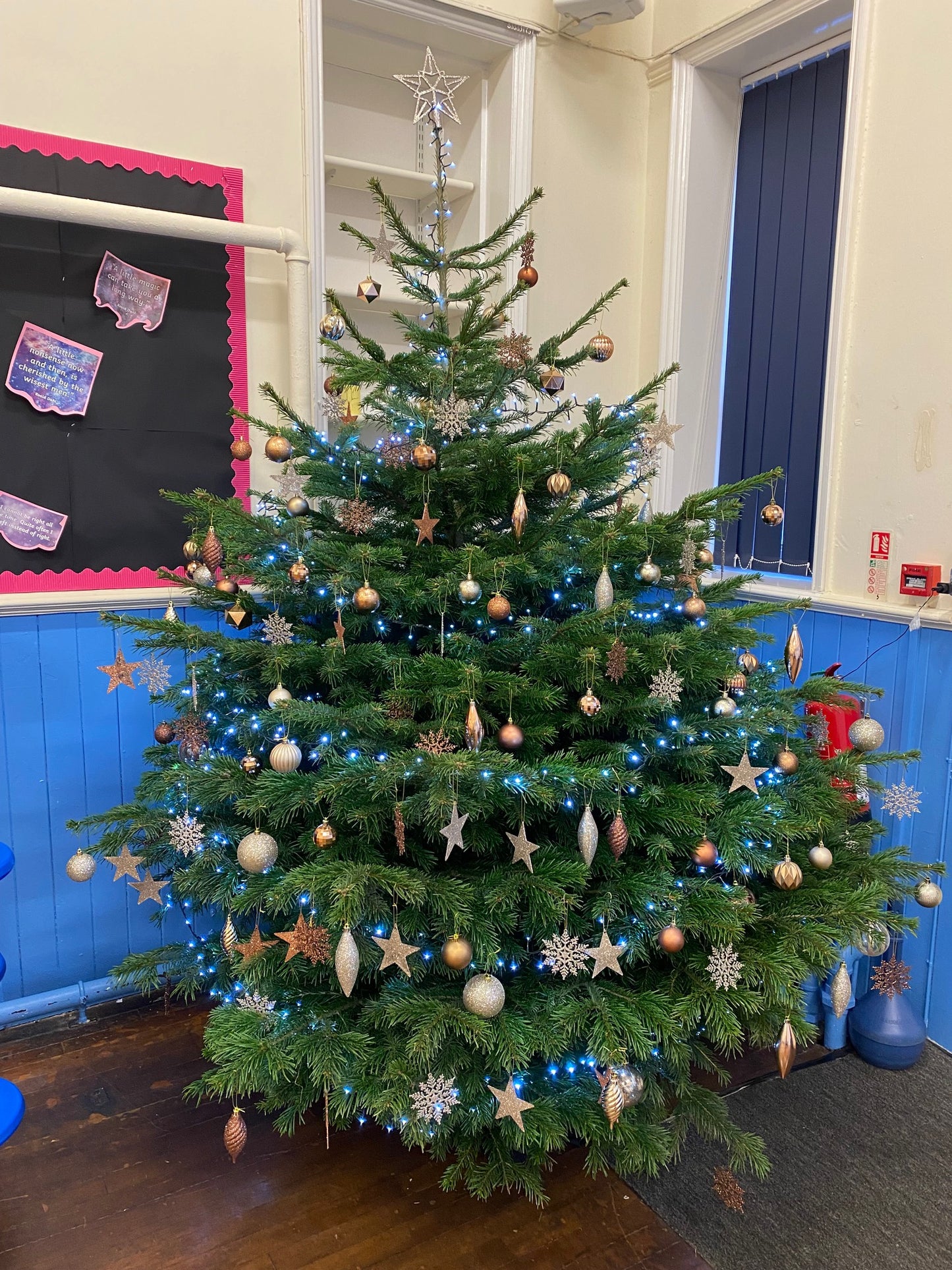 Belmont Primary.Fresh Nordmann fir Christmas trees with lush, dark green needles, ideal for holiday decorating; known for needle retention and full shape.