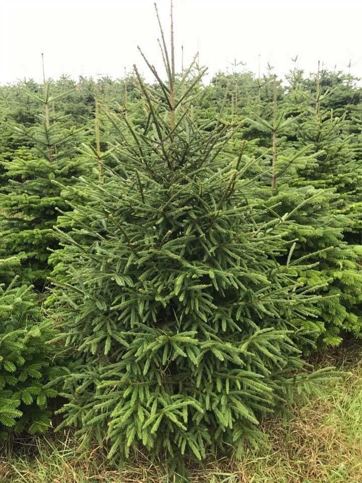 In the field.Norwegian spruce Christmas trees with classic green needles and a traditional holiday fragrance; popular for festive decorating.