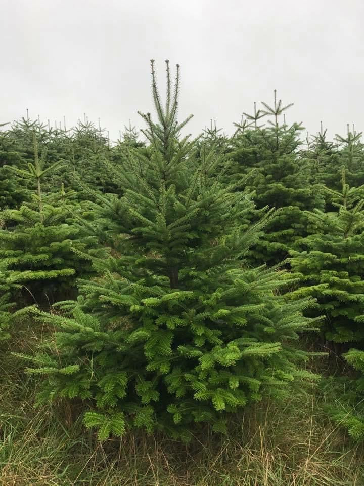 Norwegian spruce Christmas trees with classic green needles and a traditional holiday fragrance; popular for festive decorating.