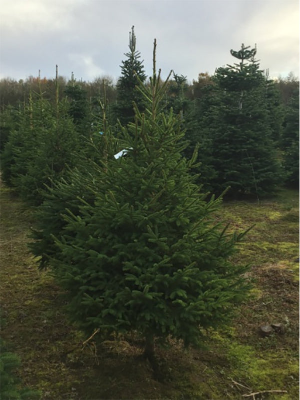 Norwegian spruce Christmas trees with classic green needles and a traditional holiday fragrance; popular for festive decorating.