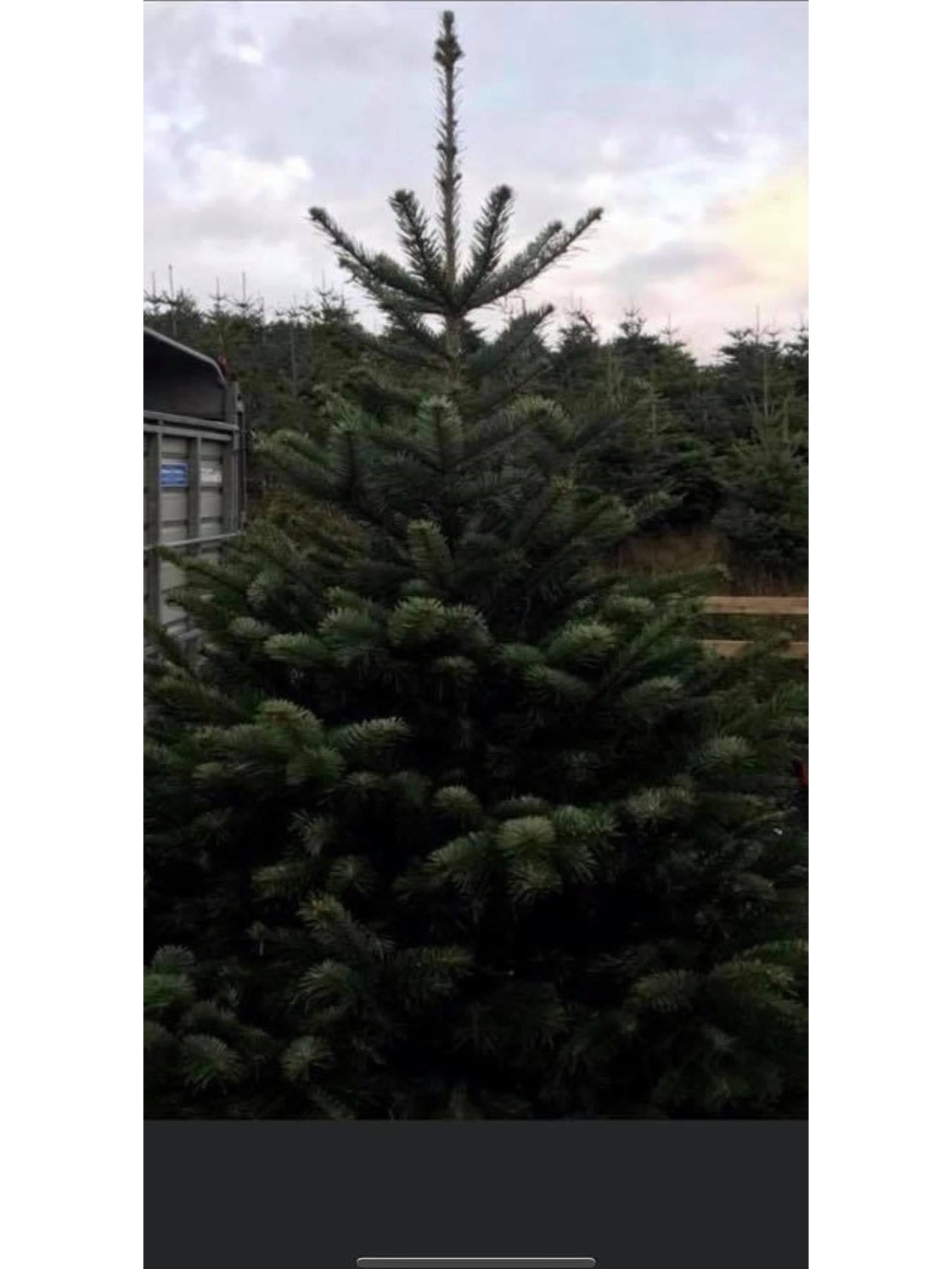 Fresh Nordmann fir Christmas trees with lush, dark green needles, ideal for holiday decorating; known for needle retention and full shape.
