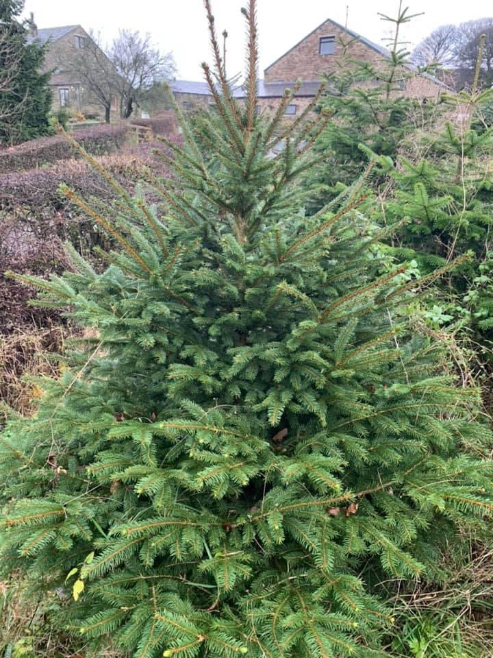 Norwegian spruce Christmas trees with classic green needles and a traditional holiday fragrance; popular for festive decorating.