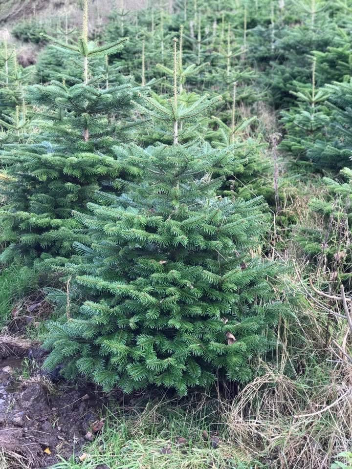 In the field, Fresh Nordmann fir Christmas trees with lush, dark green needles, ideal for holiday decorating; known for needle retention and full shape.