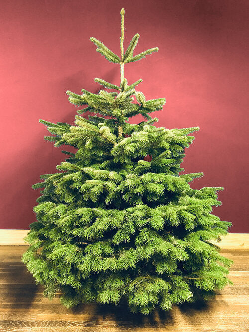 Fresh Nordmann fir Christmas trees with lush, dark green needles, ideal for holiday decorating; known for needle retention and full shape.