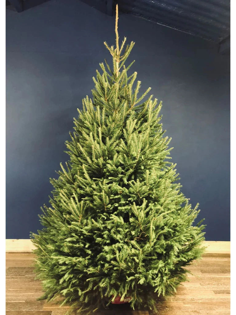 Norwegian spruce Christmas trees with classic green needles and a traditional holiday fragrance; popular for festive decorating.