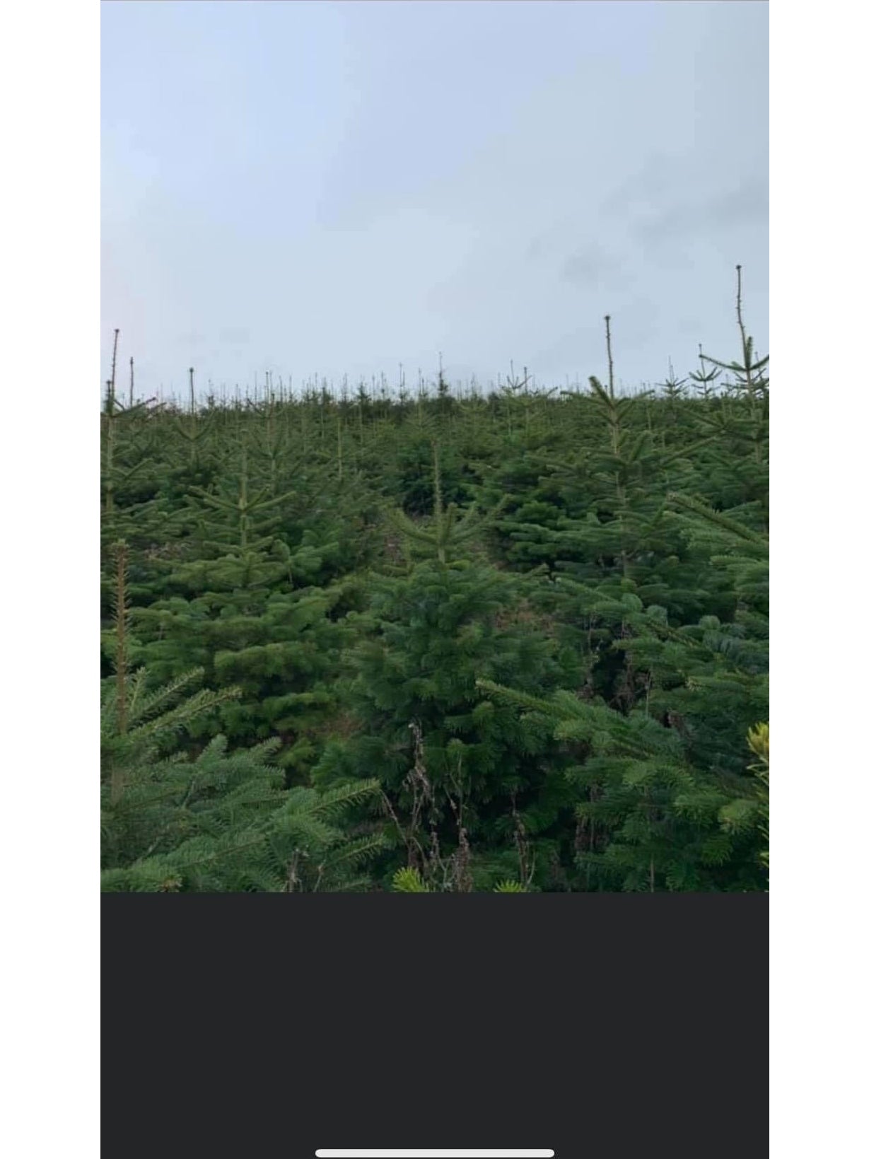 In the field.Fresh Nordmann fir Christmas trees with lush, dark green needles, ideal for holiday decorating; known for needle retention and full shape.