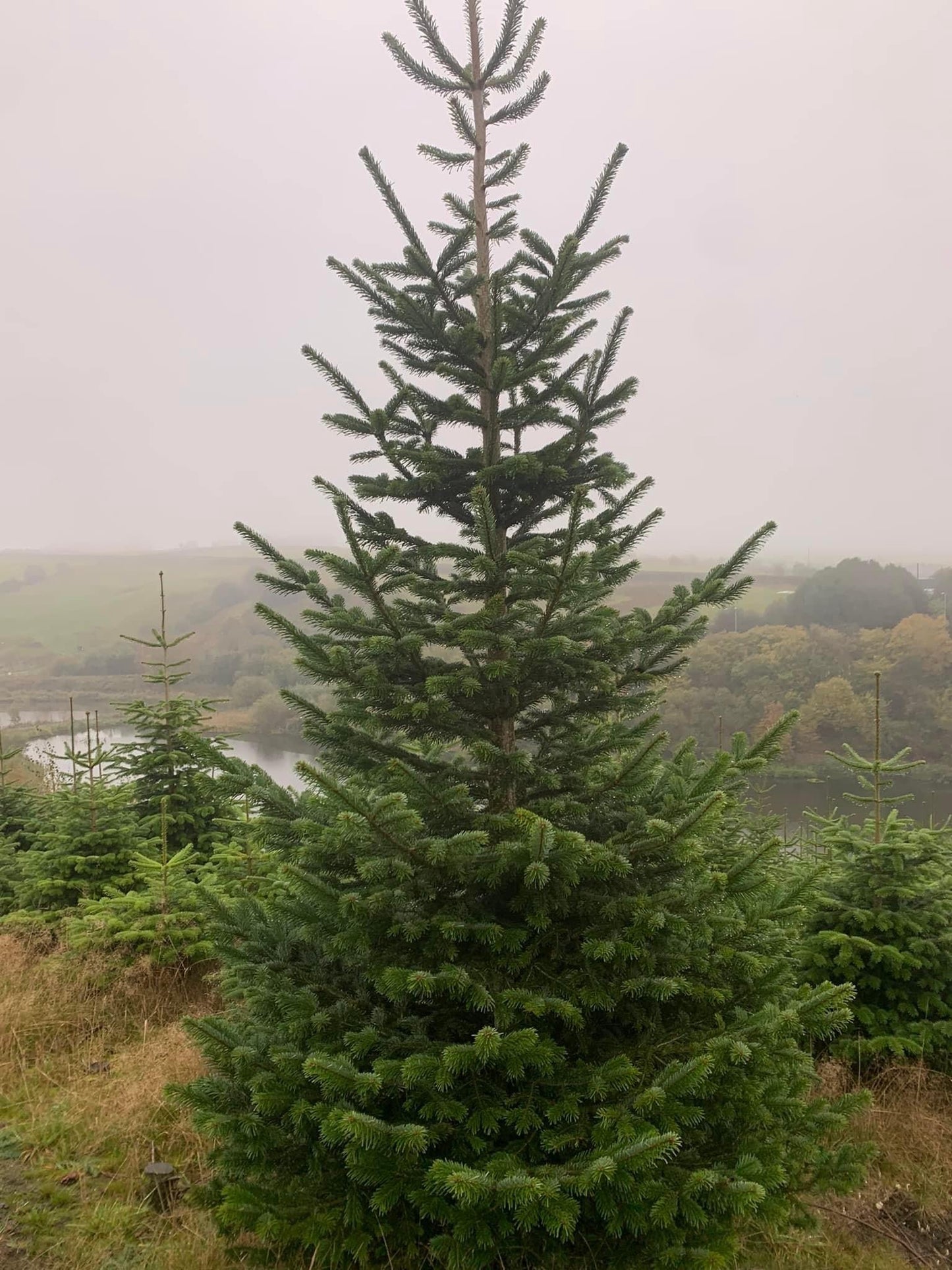 Large Norwegian spruce Christmas trees with classic green needles and a traditional holiday fragrance; popular for festive decorating.