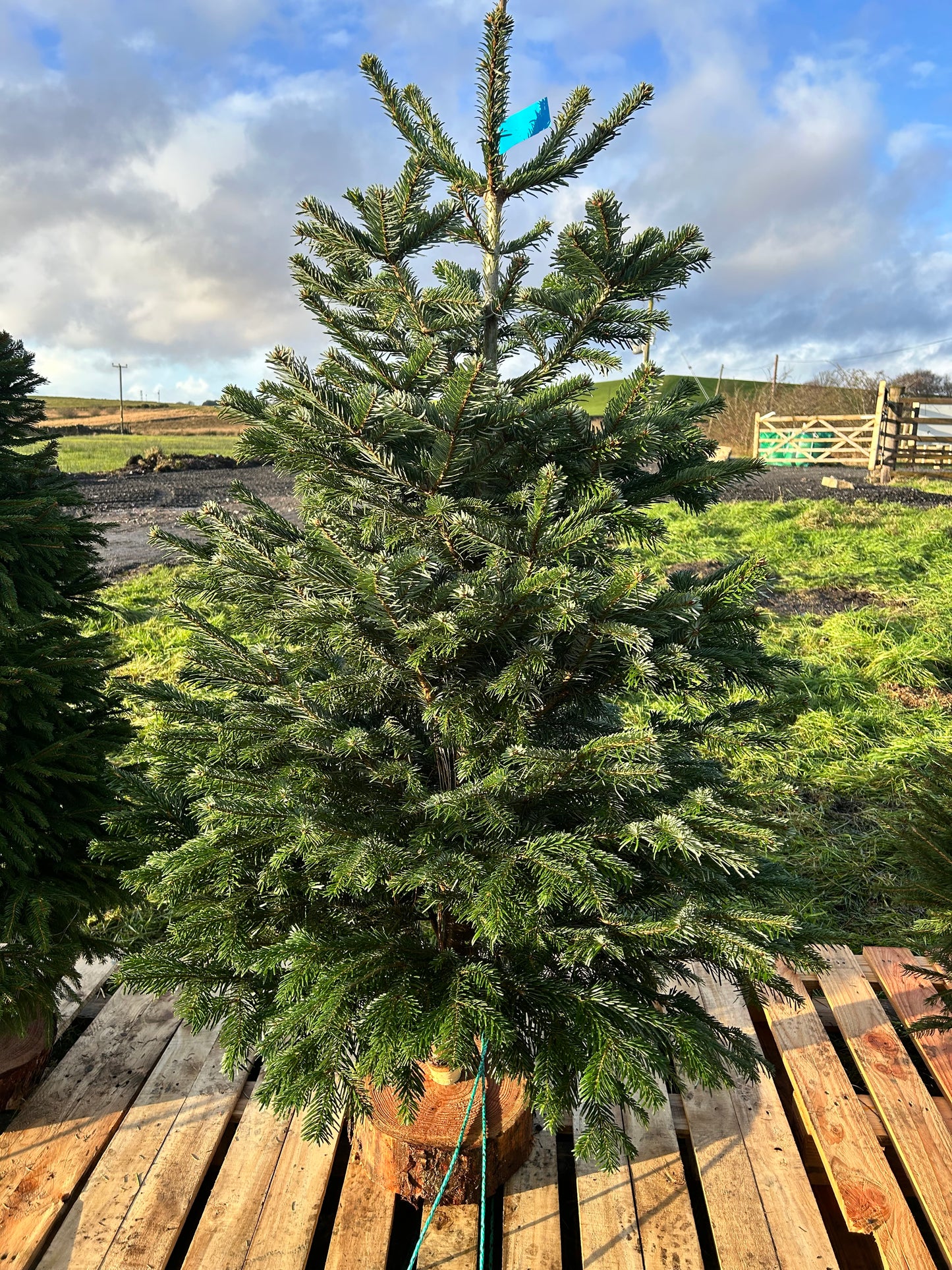 Nordmann Fir (Non Needle drop type*) Xmas Tree DELIVERY