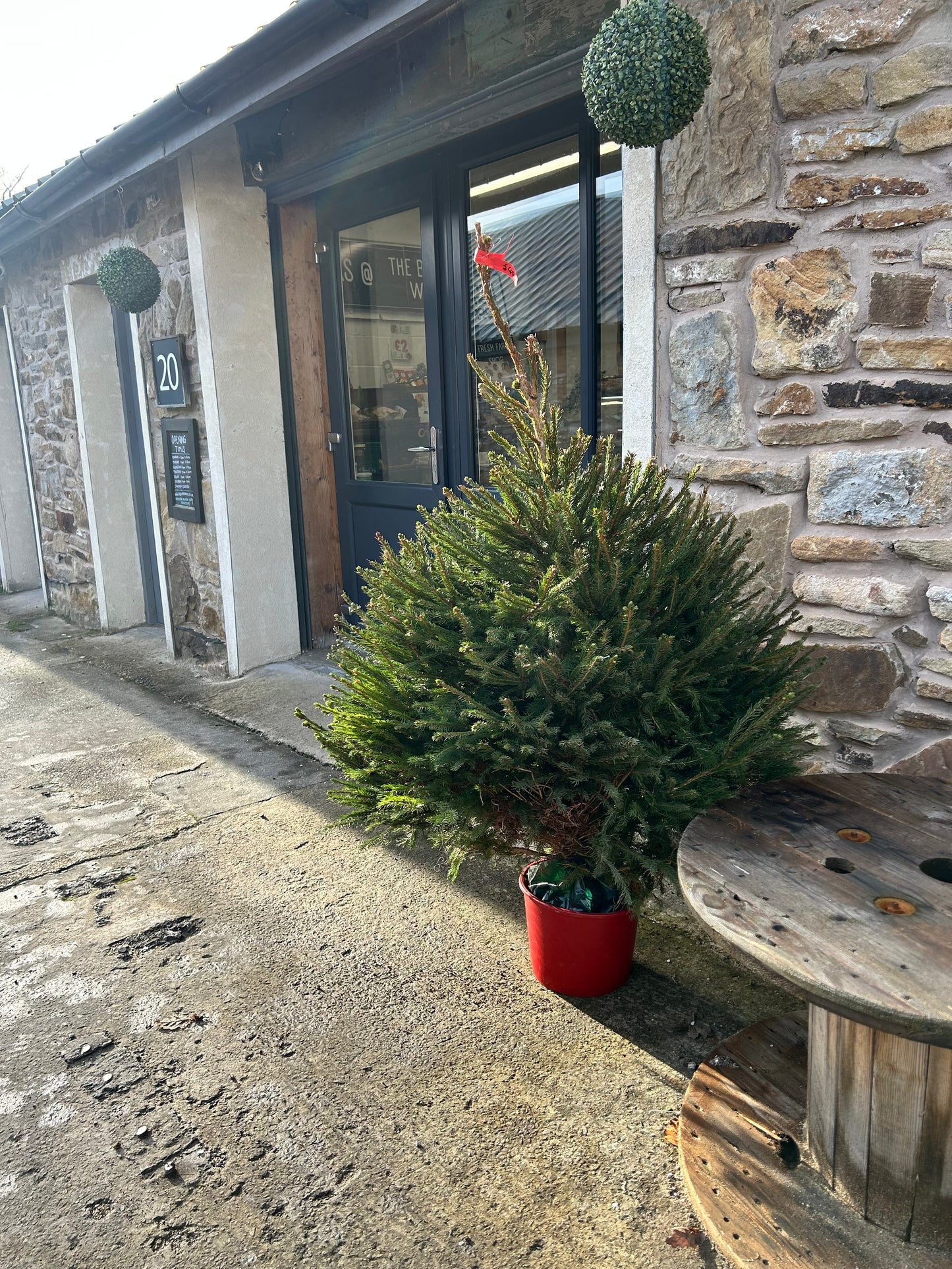 Pot Grown Norwegian Spruce - CLICK & COLLECT BOLTON