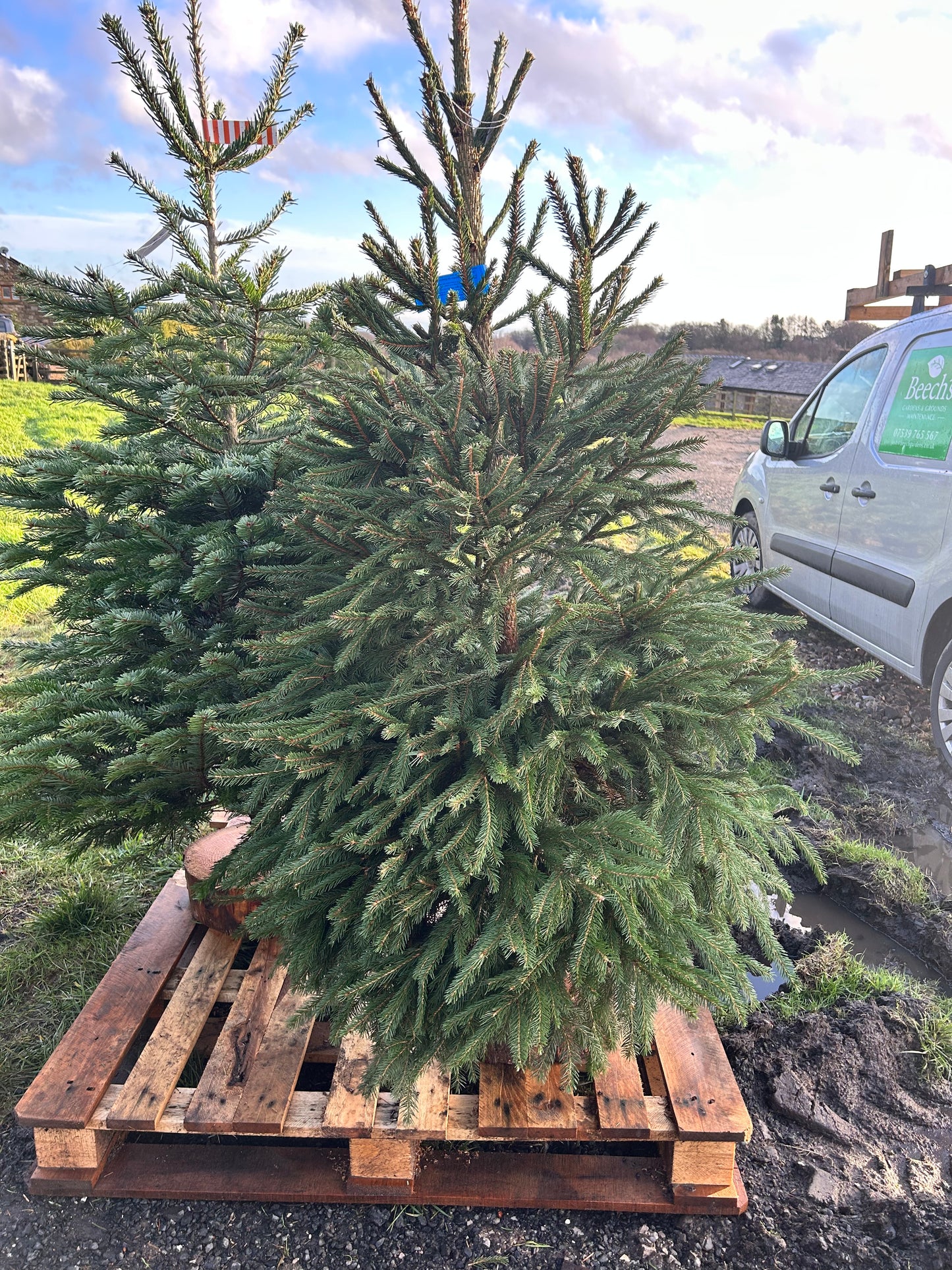 Norwegian Spruce Xmas Tree DELIVERY