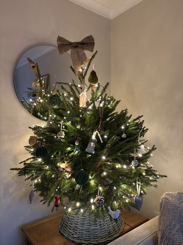 Pot Grown Norwegian Spruce - CLICK & COLLECT BOLTON