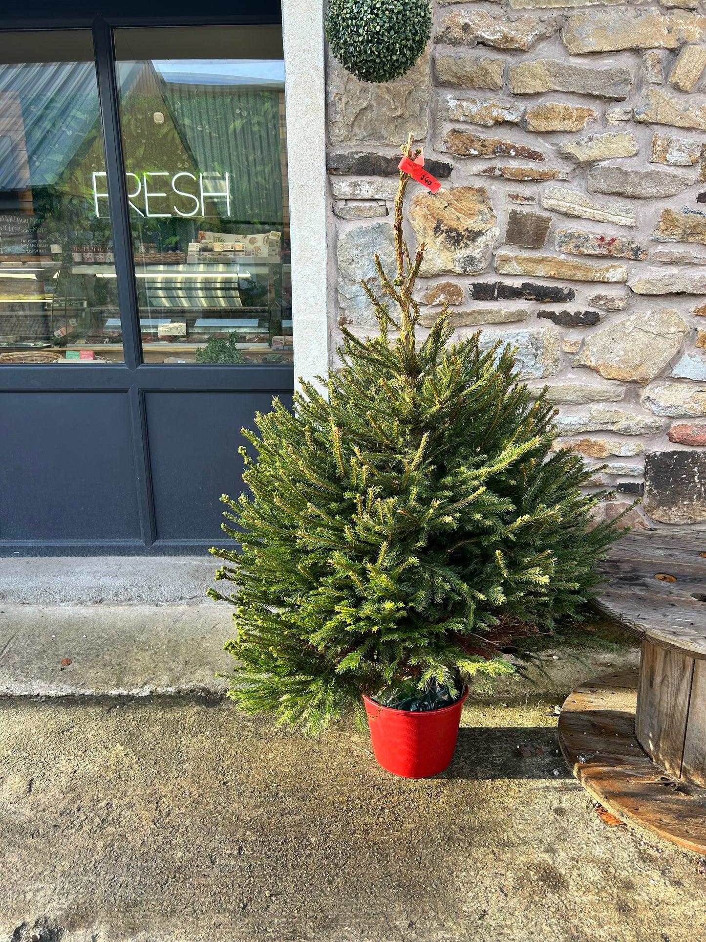 Pot Grown Norwegian Spruce - CLICK & COLLECT BOLTON