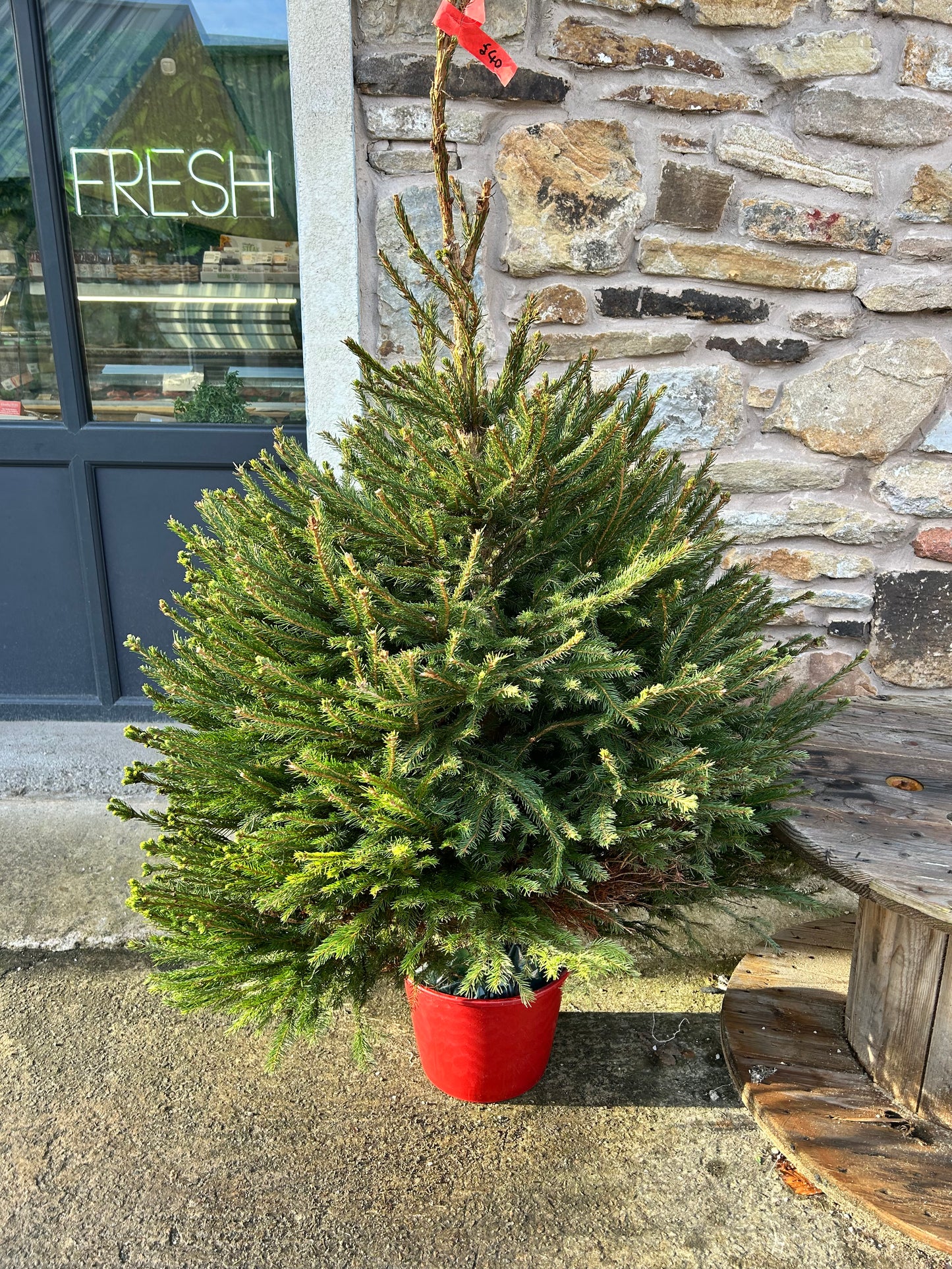 Pot Grown Norwegian Spruce - CLICK & COLLECT BOLTON