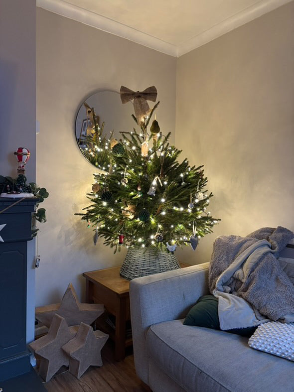 Pot Grown Norwegian Spruce - CLICK & COLLECT BOLTON