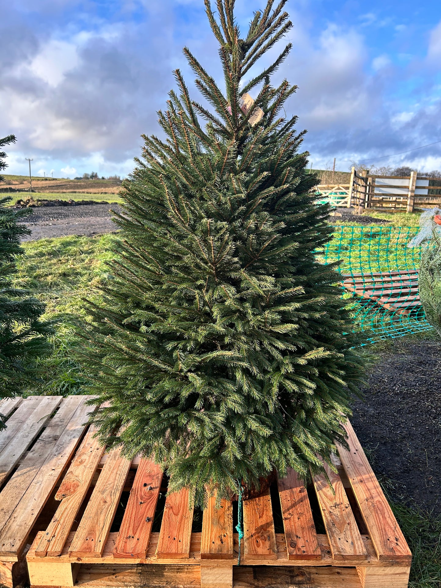 Norwegian Spruce Xmas Tree DELIVERY