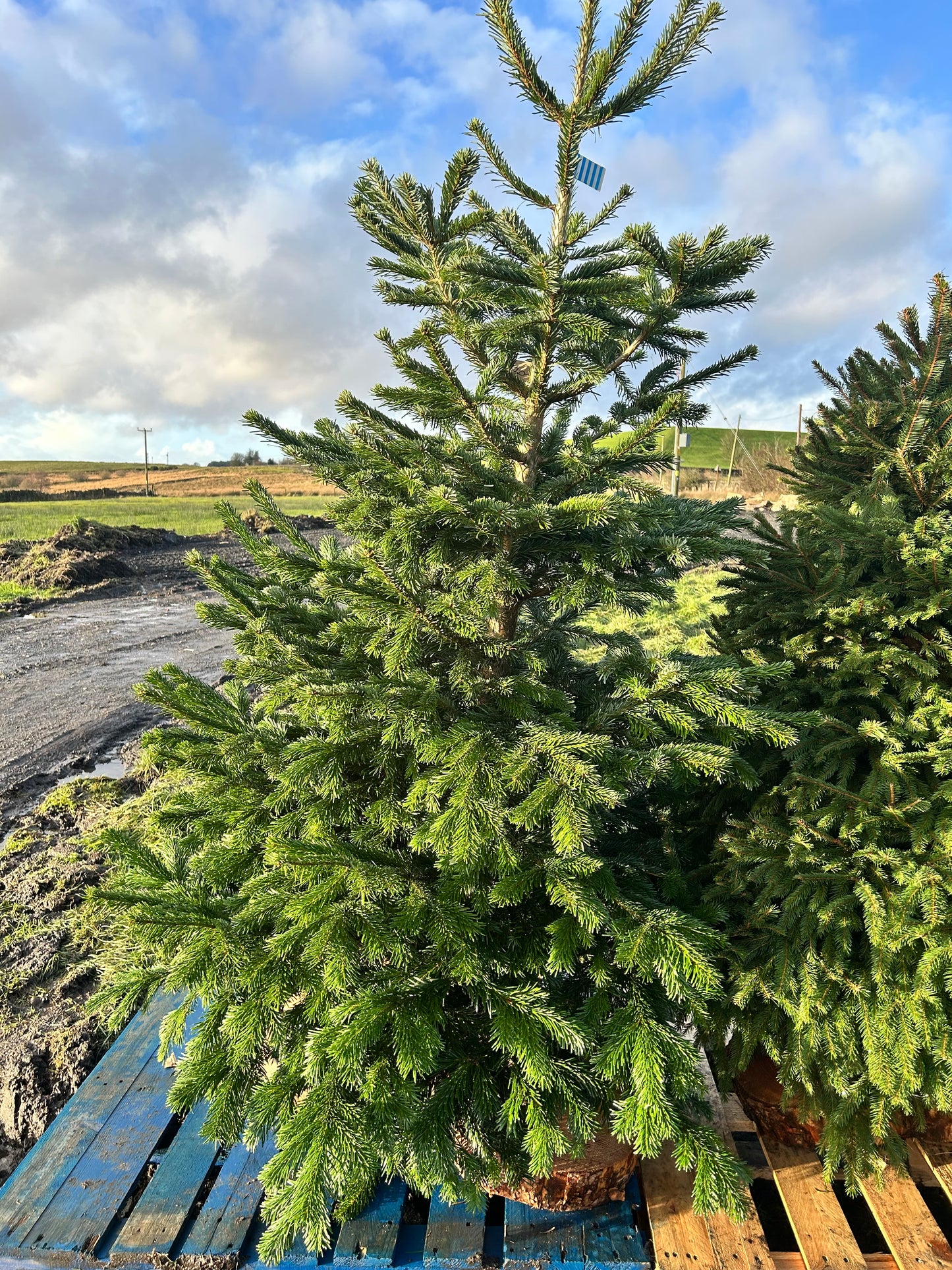 Nordmann Fir (Non Needle drop type*) Xmas Tree DELIVERY