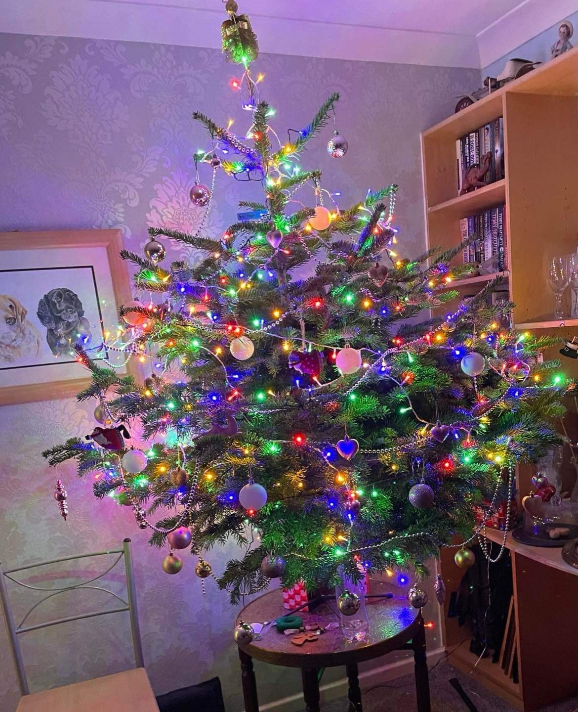 Norwegian Spruce Xmas Tree - CLICK & COLLECT BOLTON