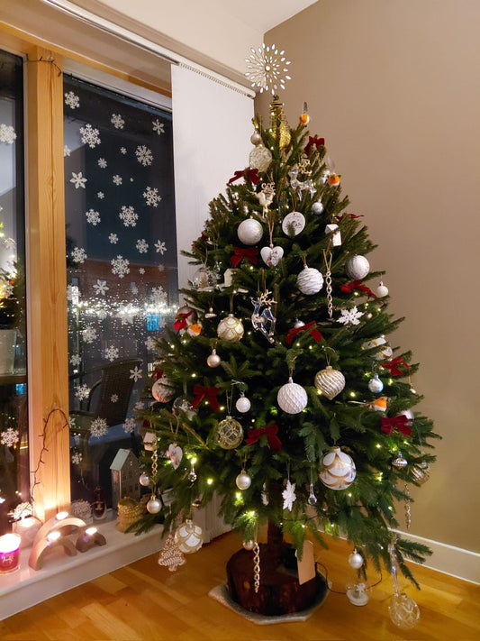 Traditional Norway Spruce real Christmas tree with dense green branches and classic festive shape, available from Beech's Christmas trees in Bolton 