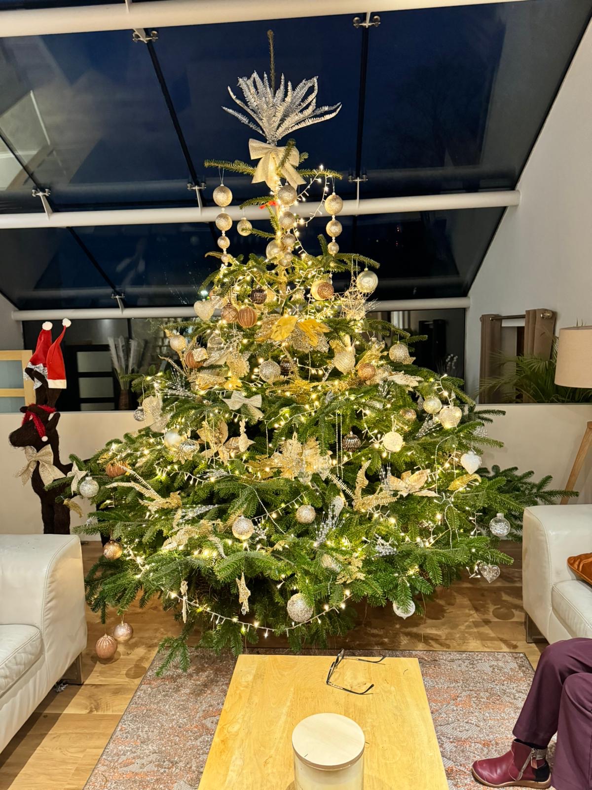 All Lit up, Nordmann Fir in Egerton Bolton