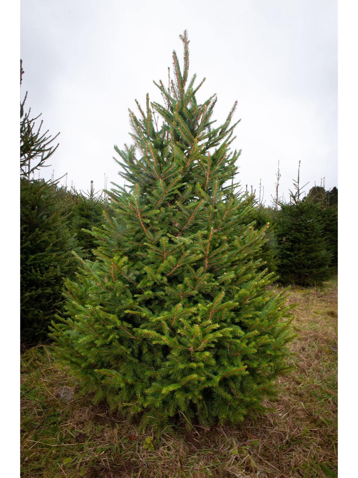 Norwegian spruce Christmas trees with classic green needles and a traditional holiday fragrance; popular for festive decorating.