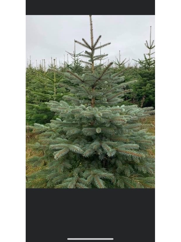 Blue Norwegian spruce Christmas trees with classic green needles and a traditional holiday fragrance; popular for festive decorating.